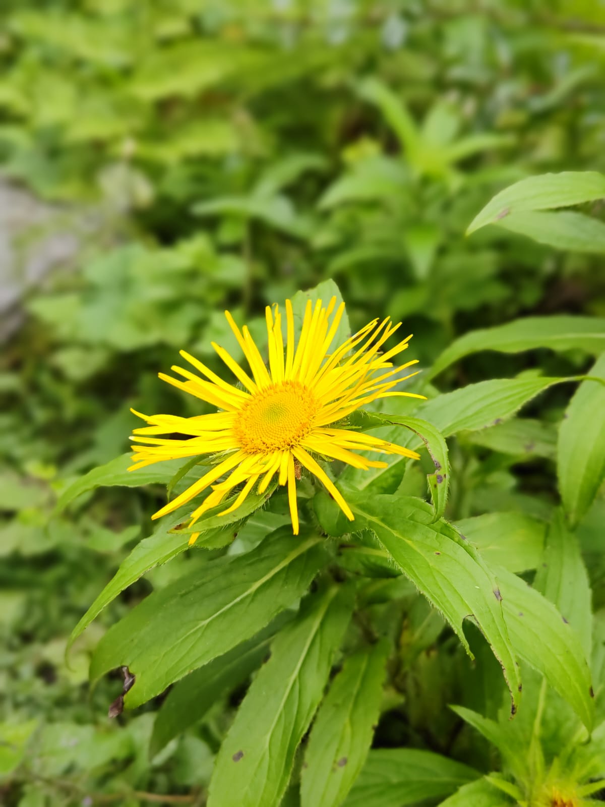 Read more about the article নাটক