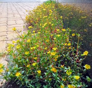 Read more about the article বিপন্ন  সময়ের কথোকতা